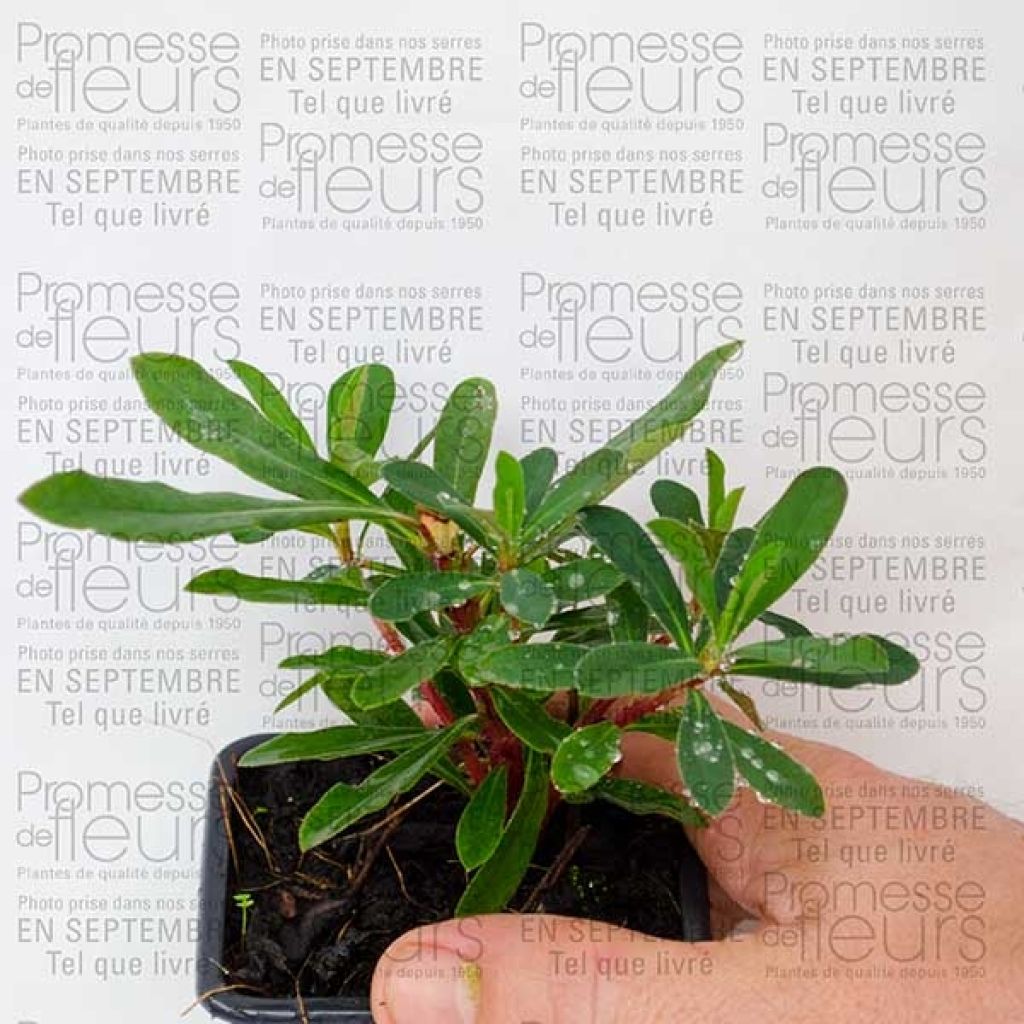 Euphorbe , Euphorbia Polychroma Purpurea