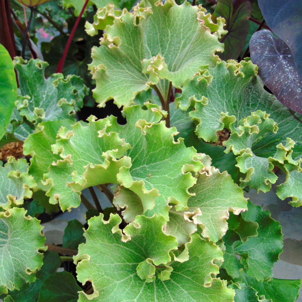 Farfugium japonicum Crispata