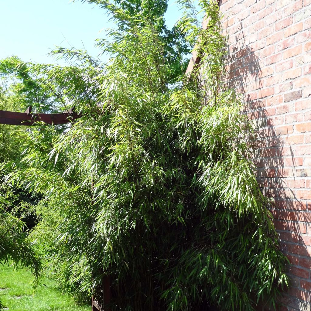 Fargesia scabrida Asian Wonder - Non-running Bamboo