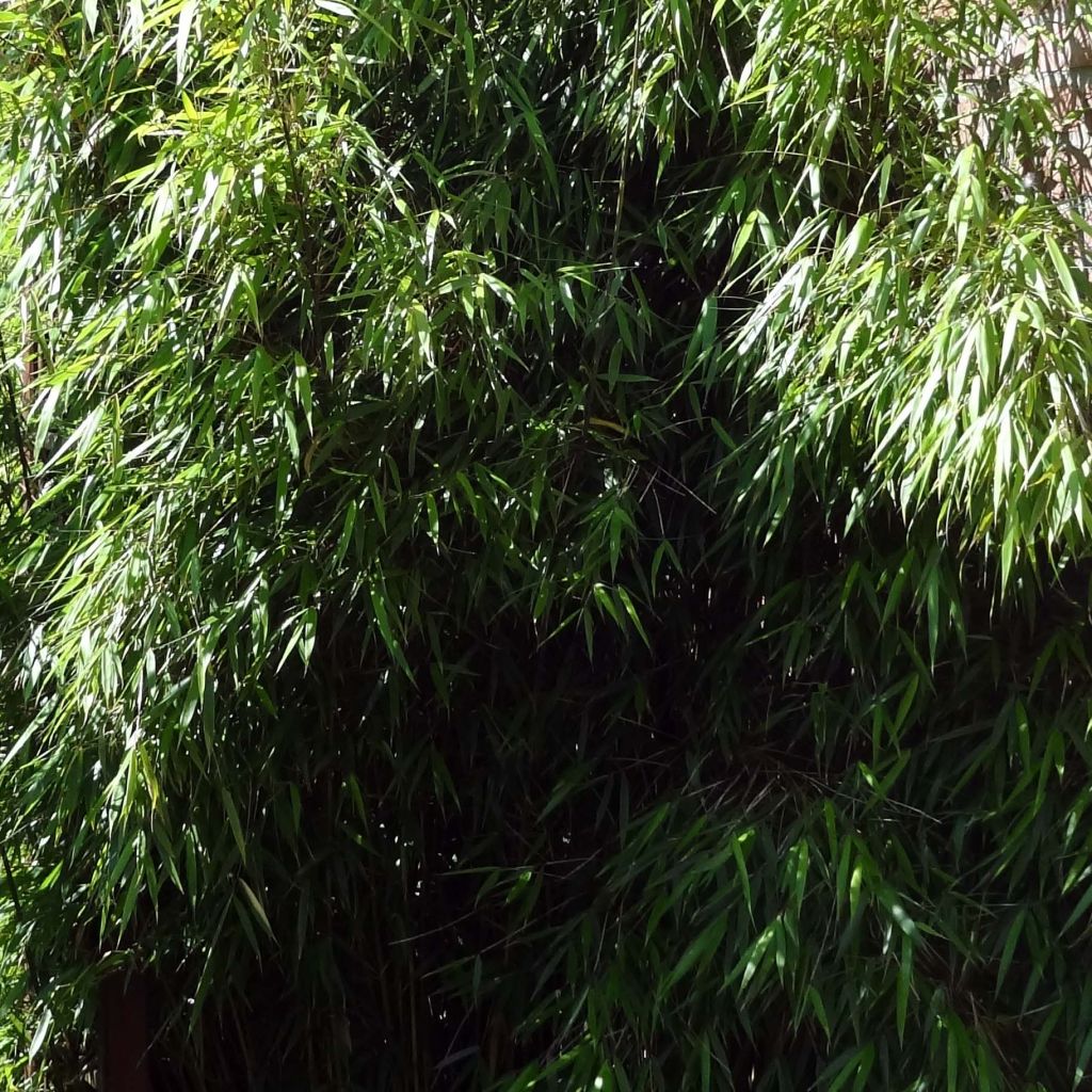 Fargesia scabrida Asian Wonder - Non-running Bamboo