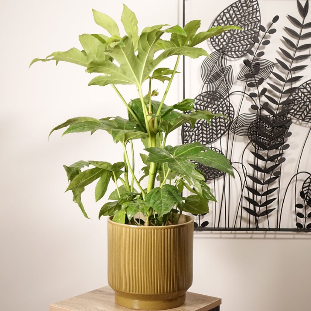 False Aralia - Fatsia japonica