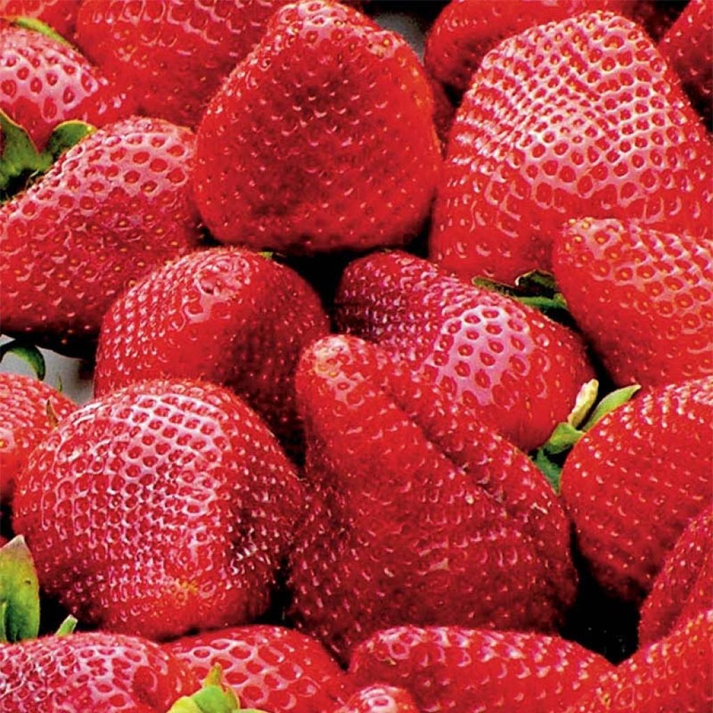 Organic Strawberry Mariguette plants (everbearing) - Fragaria ananassa