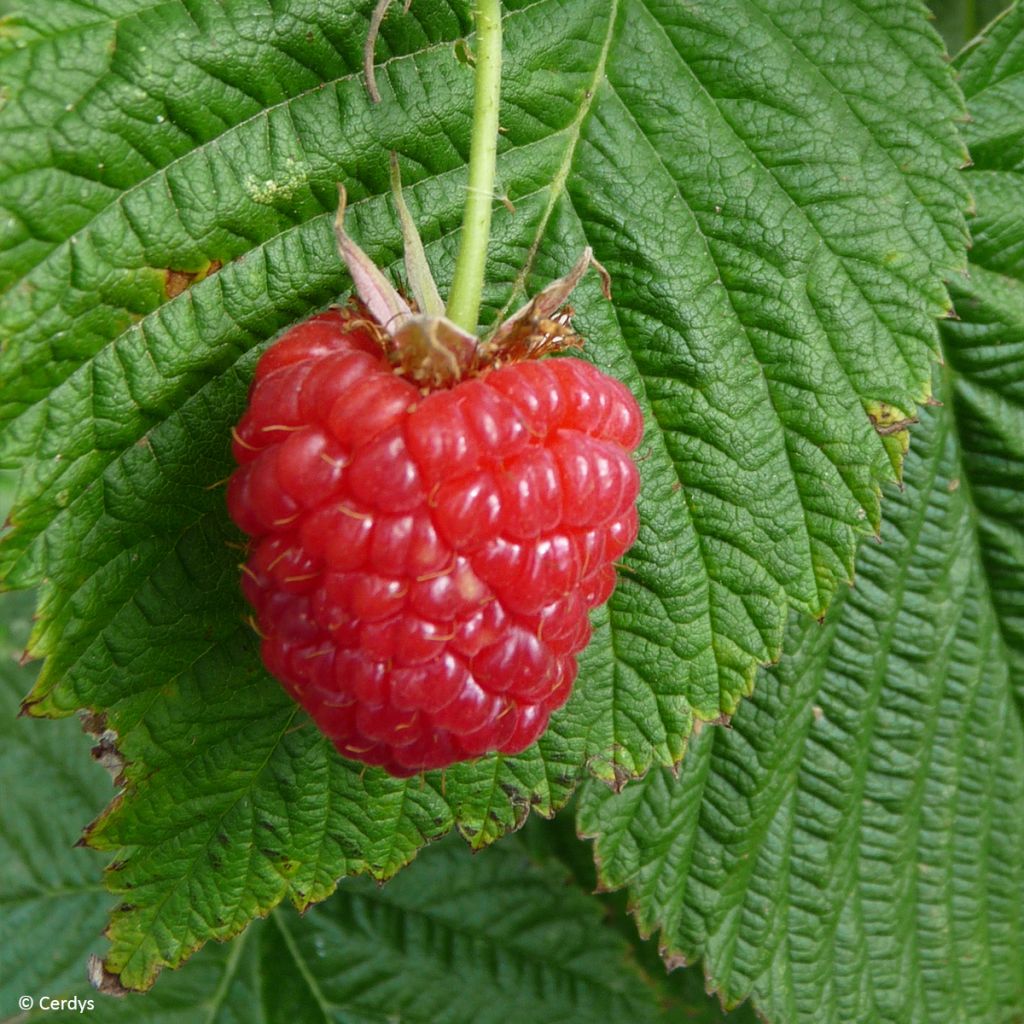 Raspberry Mademoiselle Françoise- Rubus idaeus