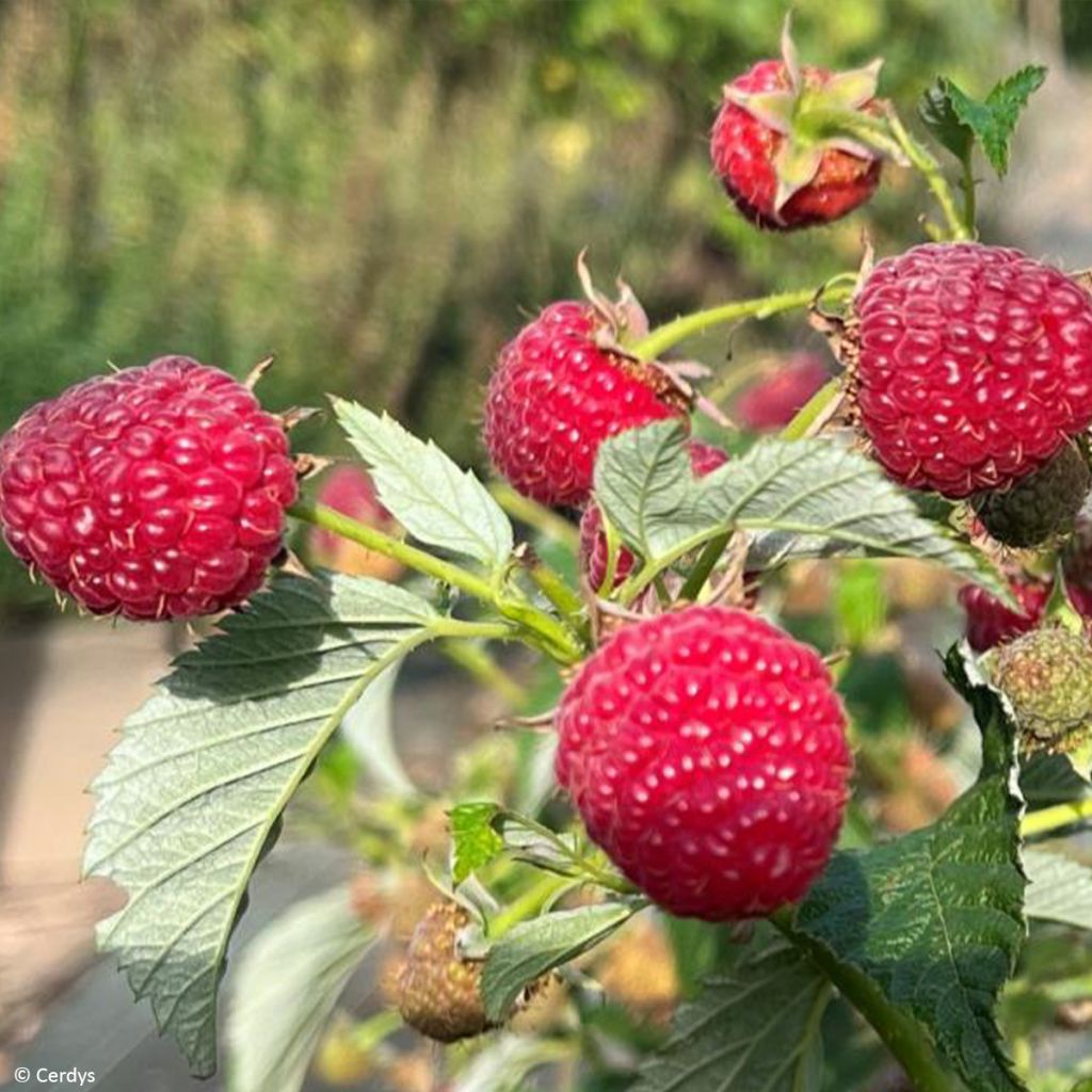 Raspberry Mademoiselle Françoise- Rubus idaeus