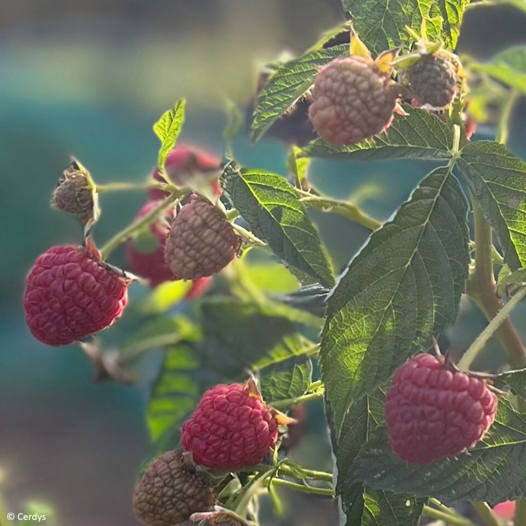 Raspberry Mademoiselle Françoise- Rubus idaeus