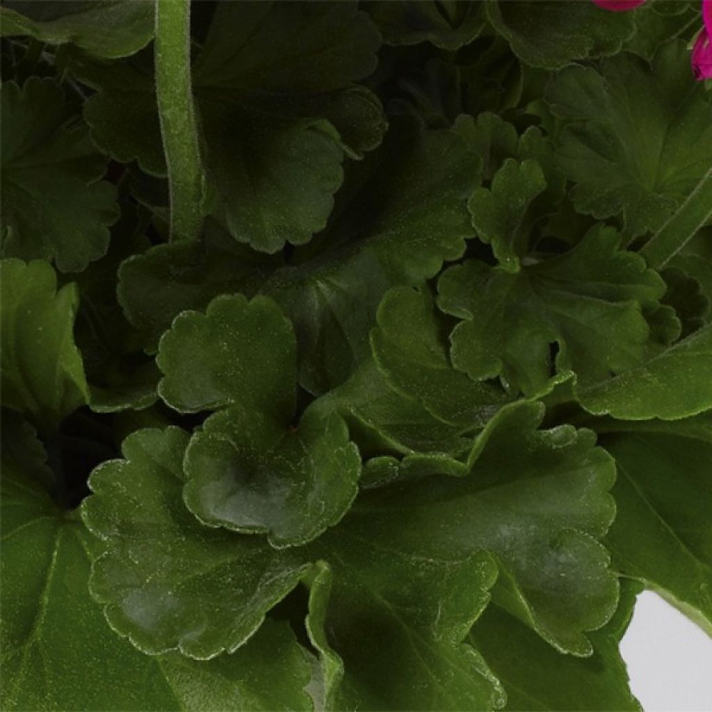 Pelargonium hortorum Flower Fairy Velvet