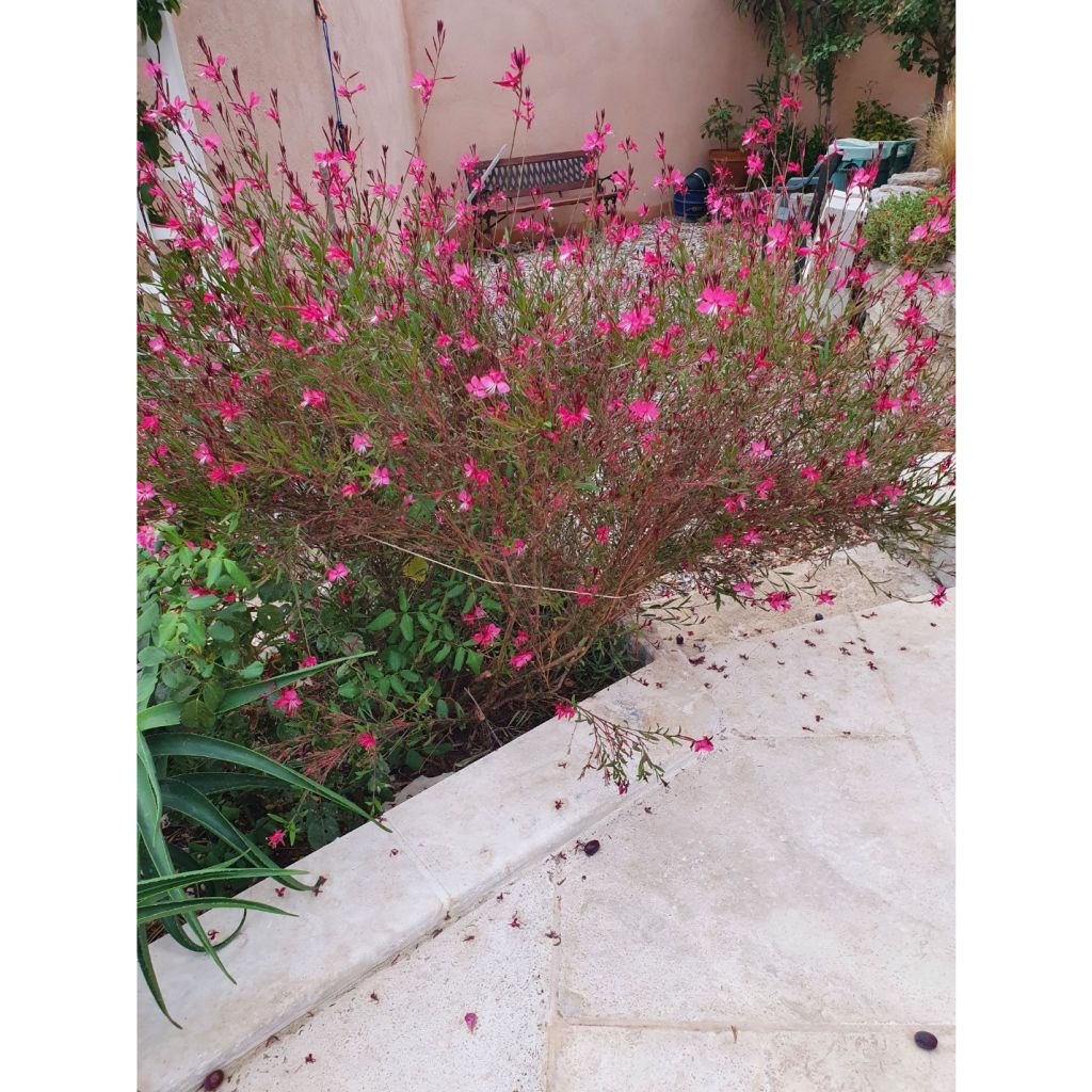 Gaura lindheimeri Blaze