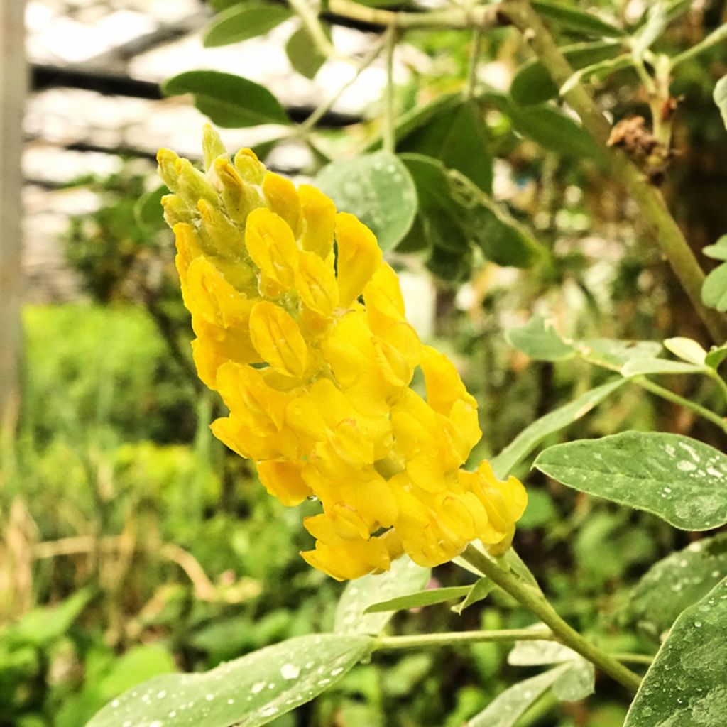 Cytisus battandieri