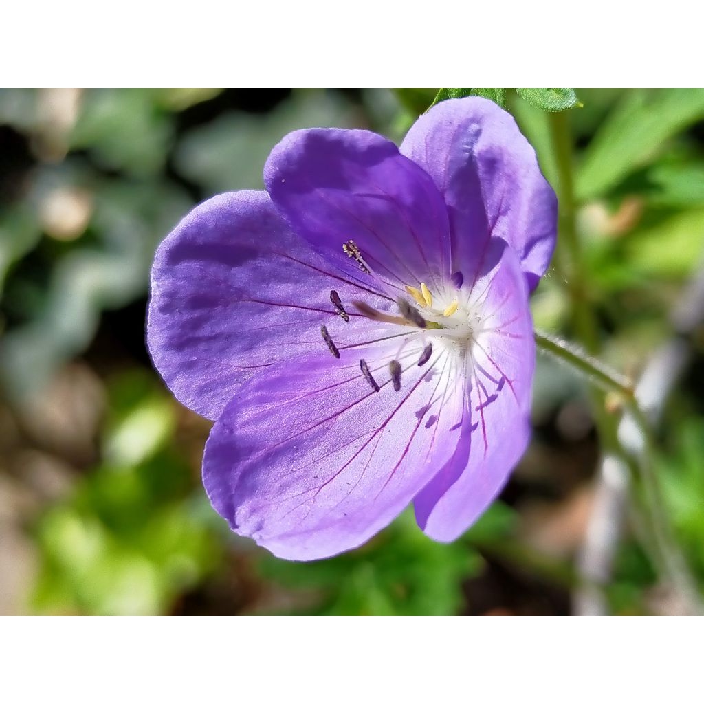 Geranium Brookside