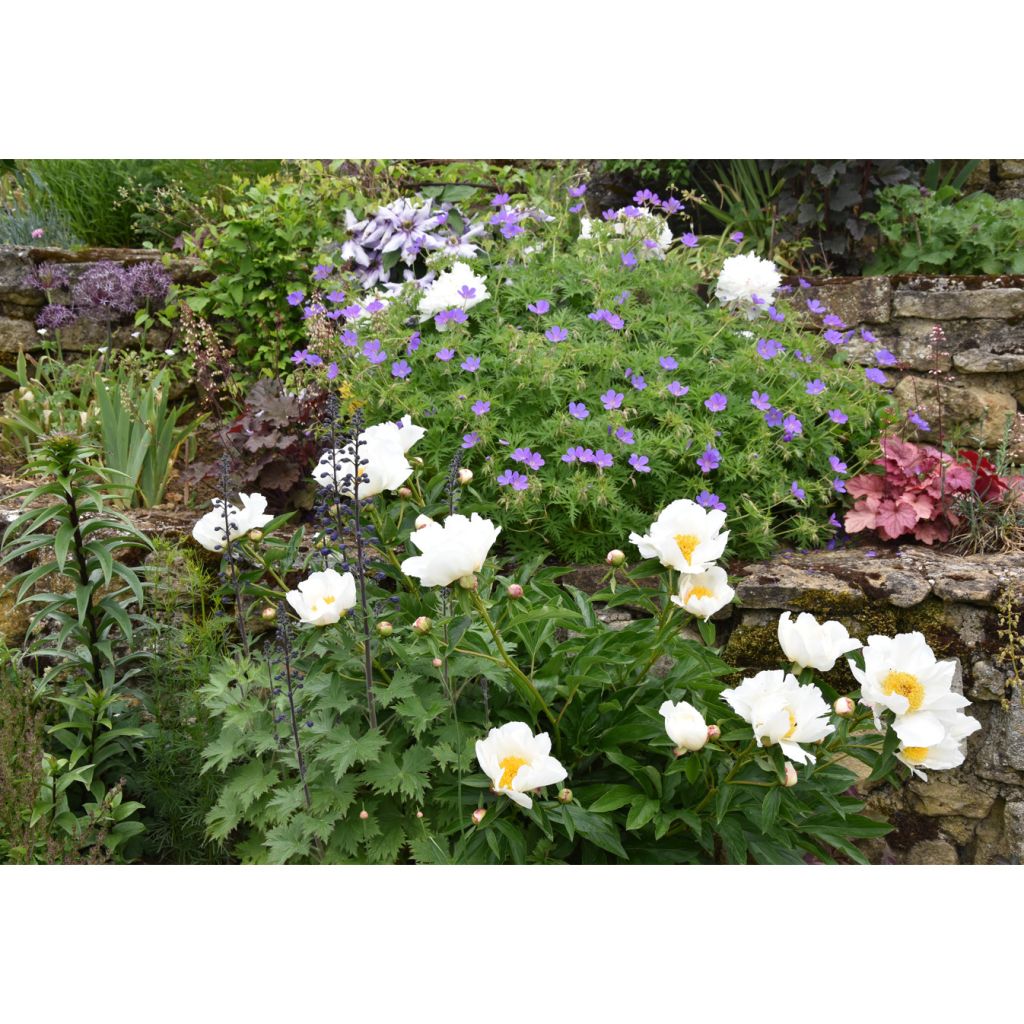 Geranium Nimbus