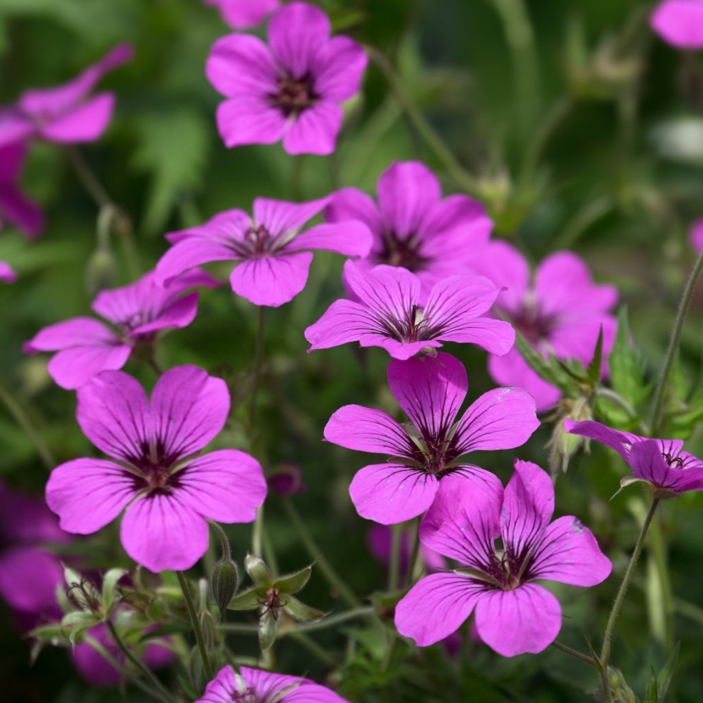 Geranium psilostemon - Armenian Cranesbill