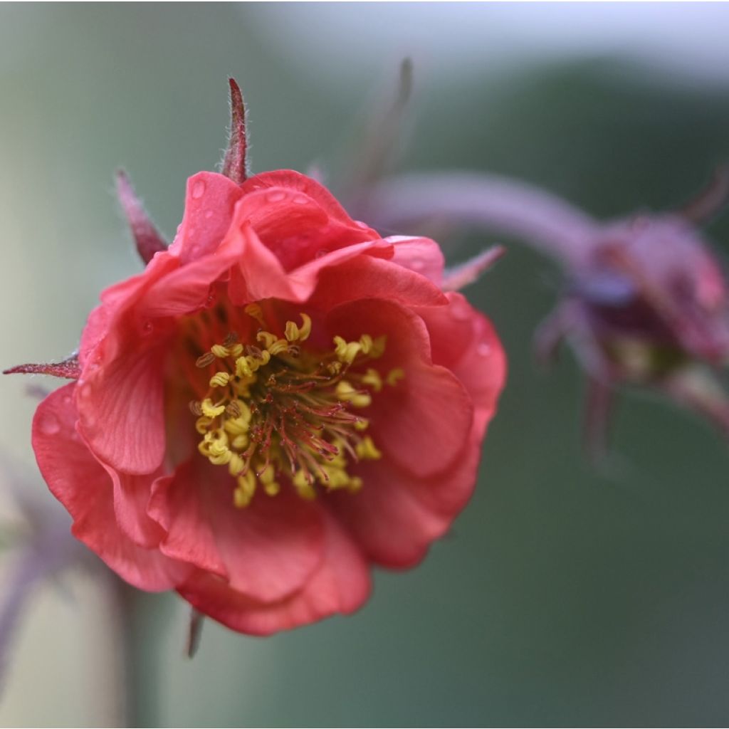 Geum Flames of Passion