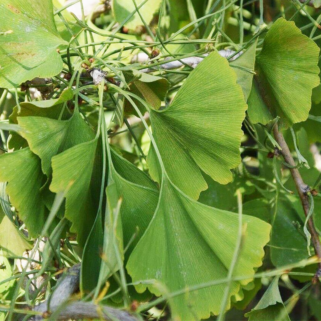 Ginkgo biloba Mutant Weeper