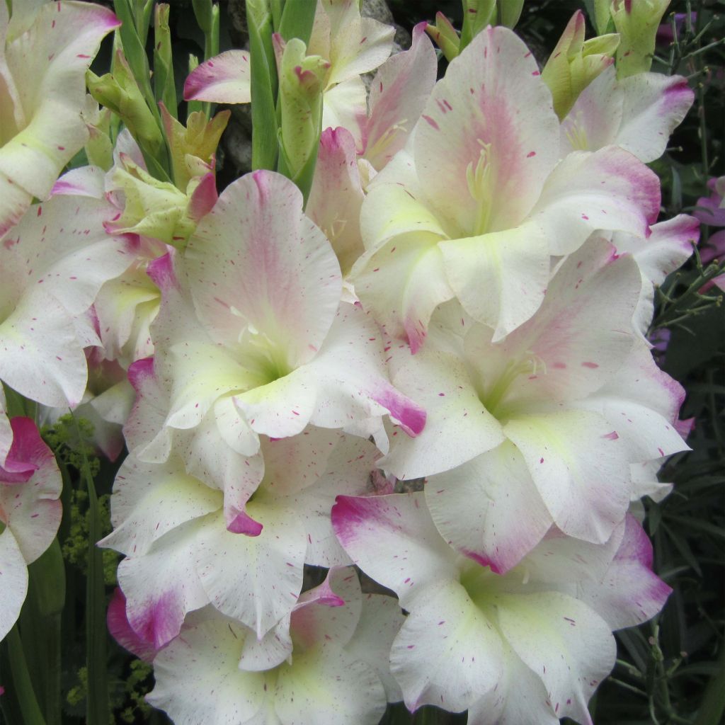 Gladiolus Frozen Sparks - Sword Lily