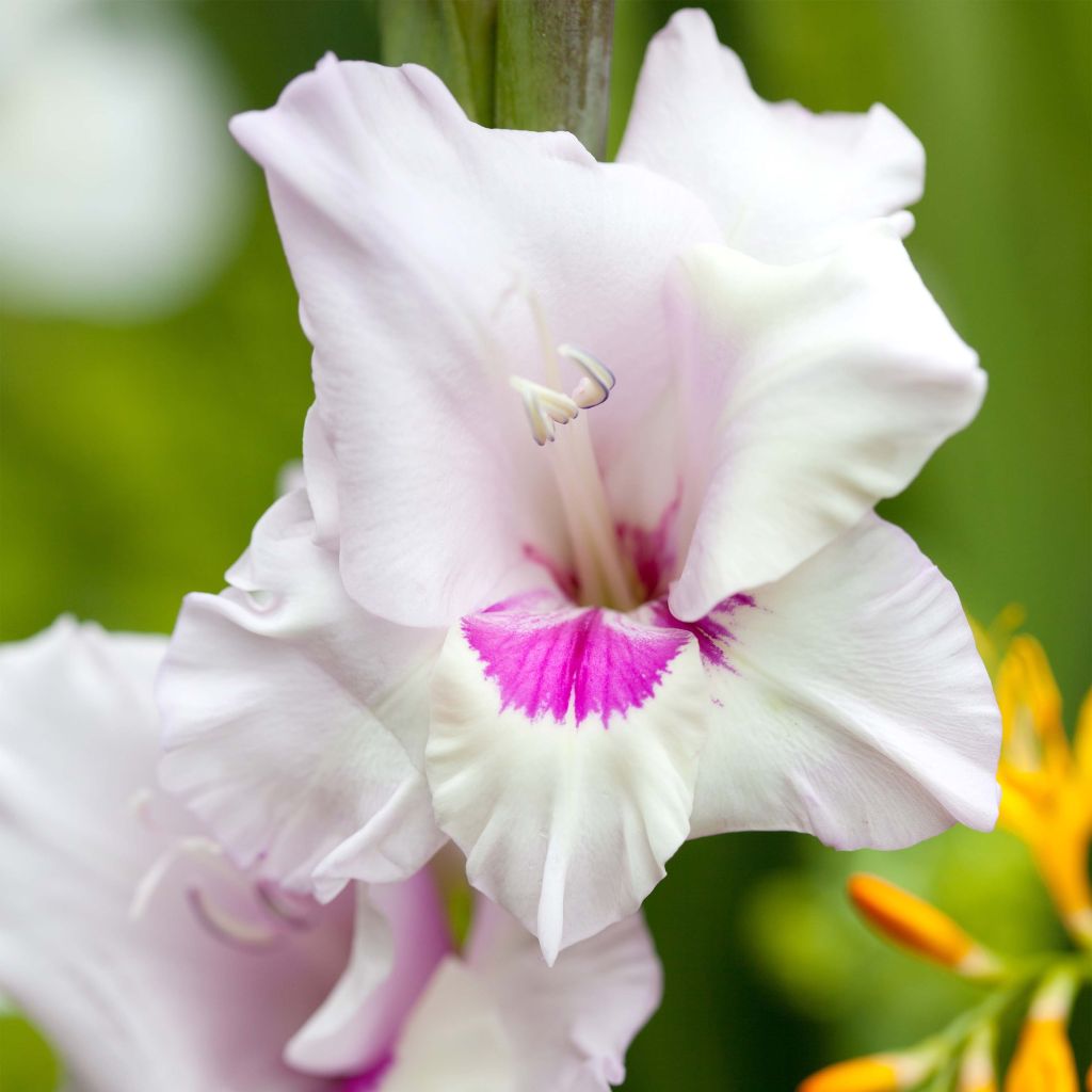 Gladiolus Home Coming - Sword Lily