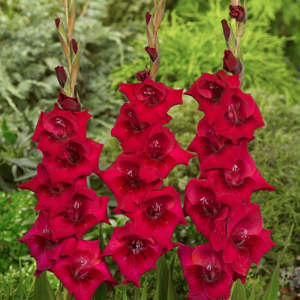 Gladiolus Cayenne - Sword Lily