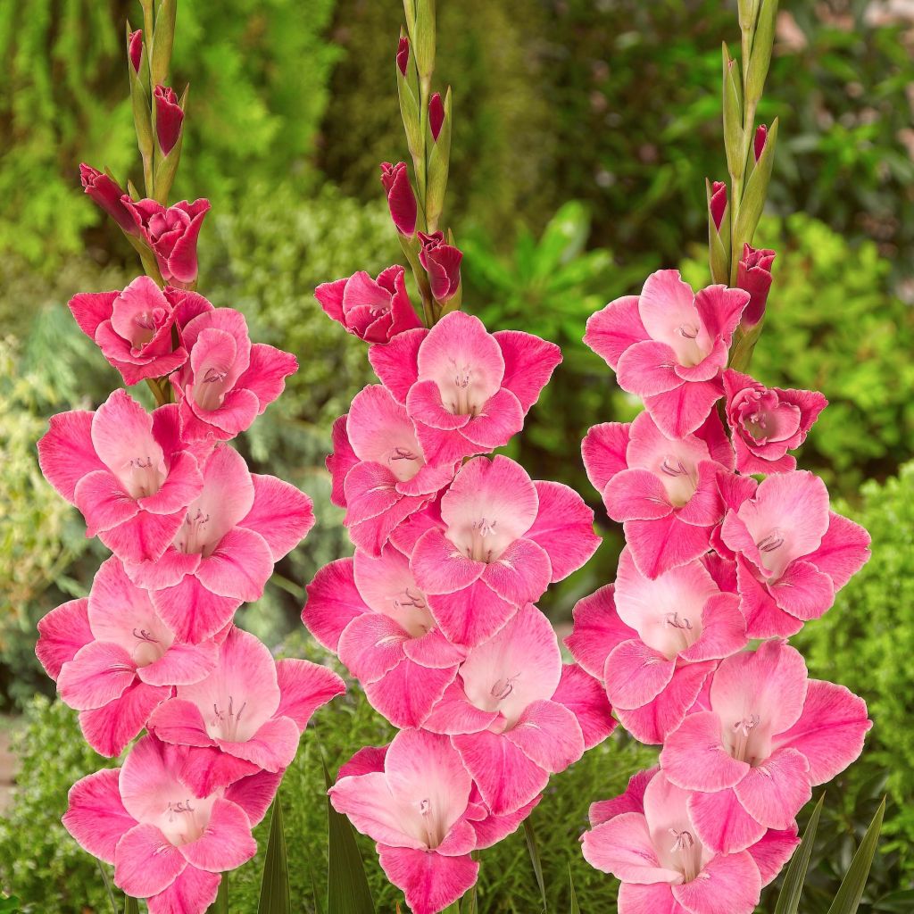 Gladiolus Invitatie - Sword Lily