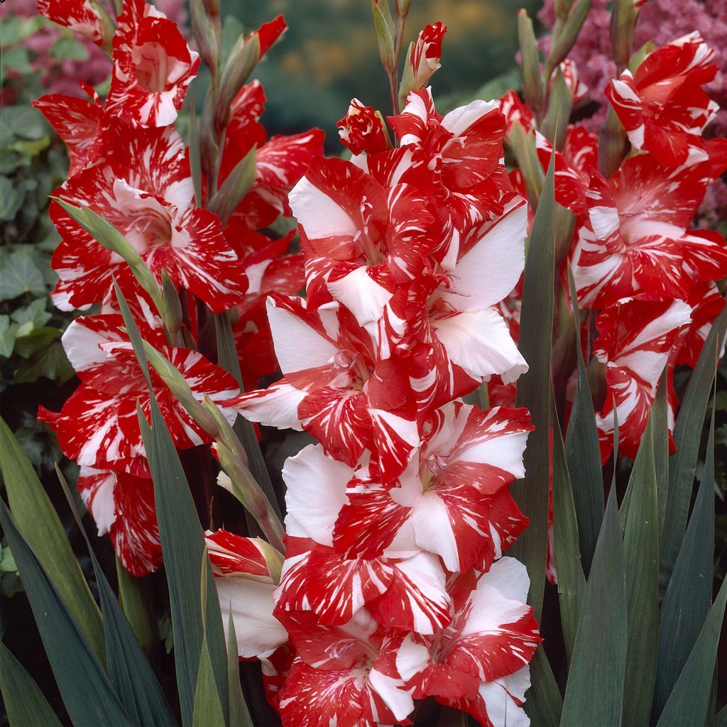 Gladiolus Zizanie - Sword Lily
