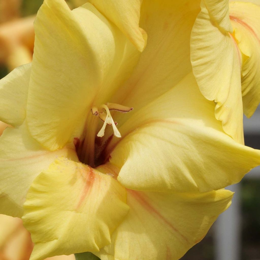 Gladiolus Ovatie - Sword Lily