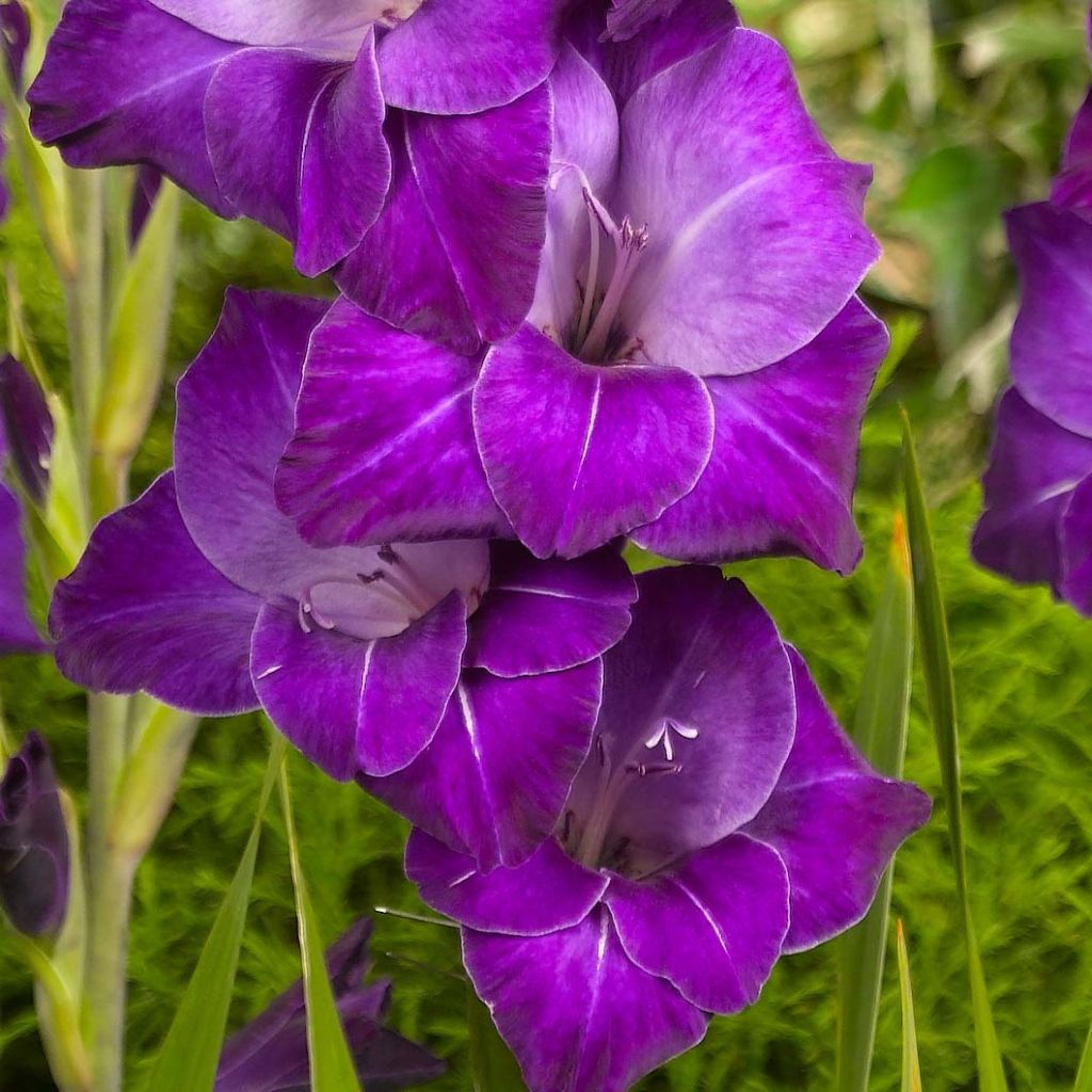 Gladiolus Violetta - Sword Lily