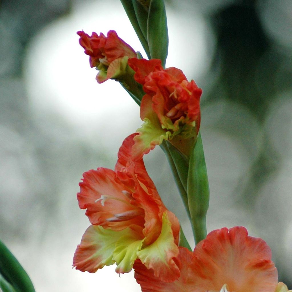Gladiolus grandiflorus Princess Margaret Rose - Sword Lily