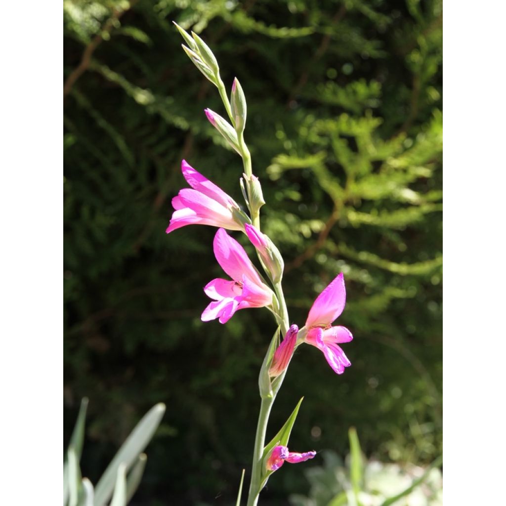 Gladiolus italicus - Italian Gladiolus