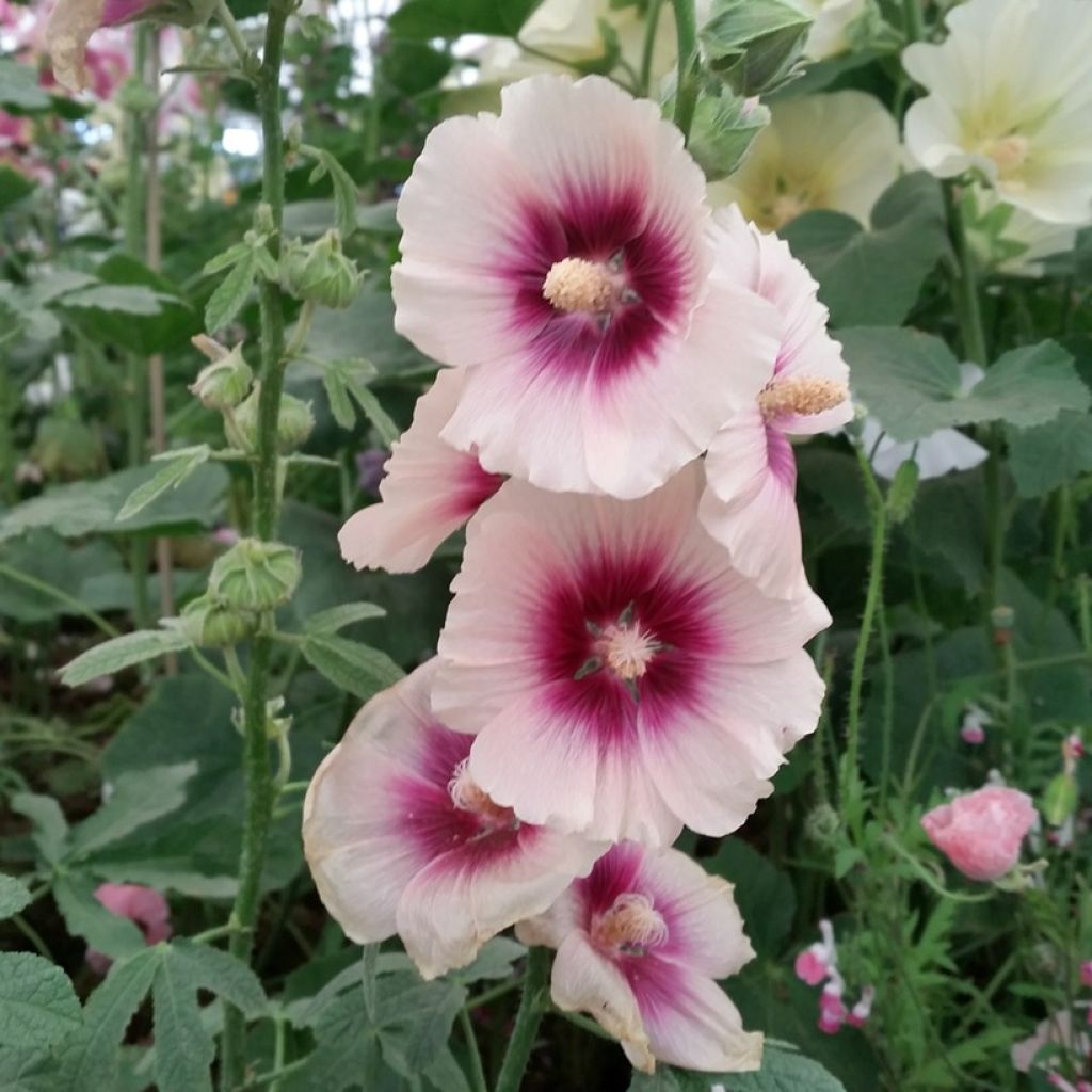 Alcea rosea Halo Apricot Seeds- Hollyhock