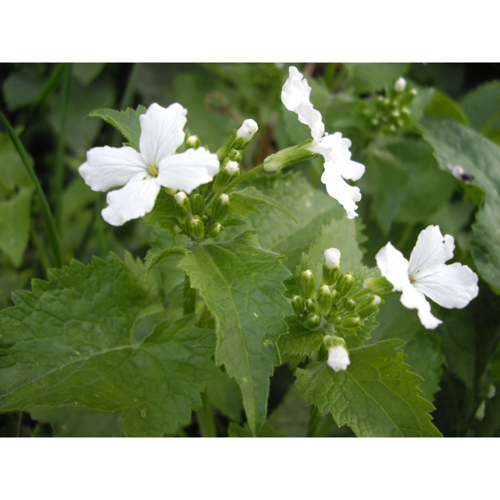 Lunaria annua - Annual Honesty seeds