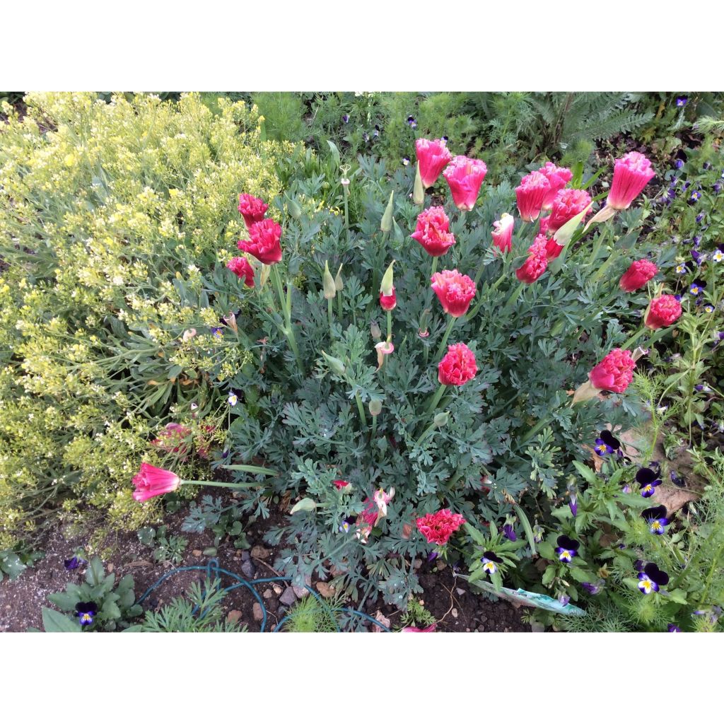 Eschscholzia californica Colour Champagne and Roses - California poppy