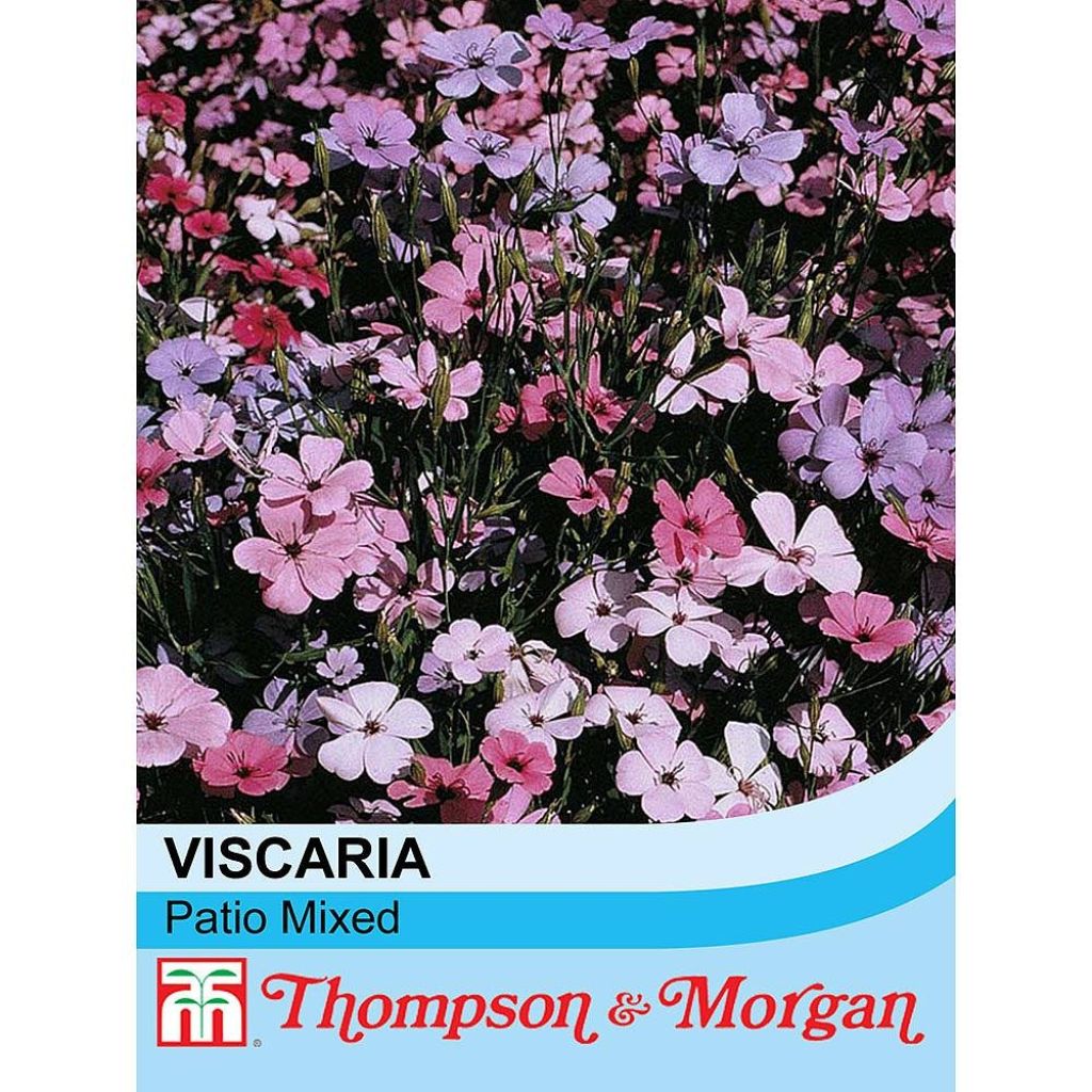 Viscaria occulata Patio Mixed Seeds