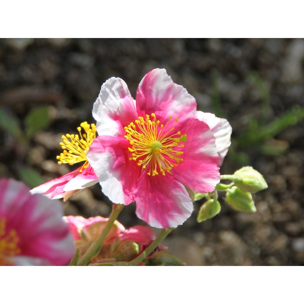 Helianthemum Raspberry Ripple - Rock Rose