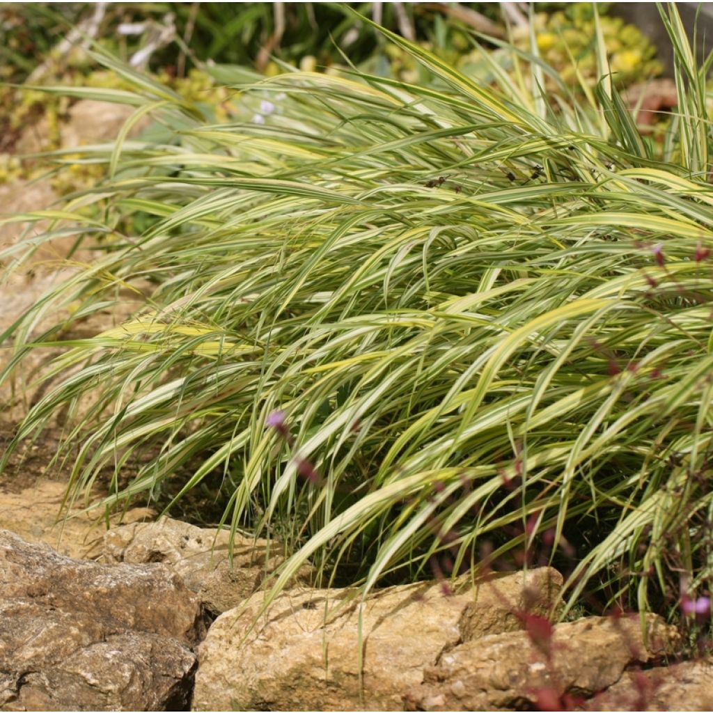 Hakonechloa macra Naomi - Japanese Forest Grass