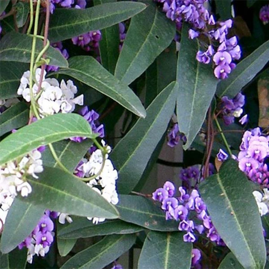 Hardenbergia violacea - Vine Lilac