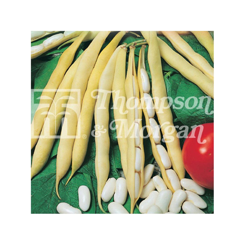 Dwarf Bean for Shelling Impero Bianco