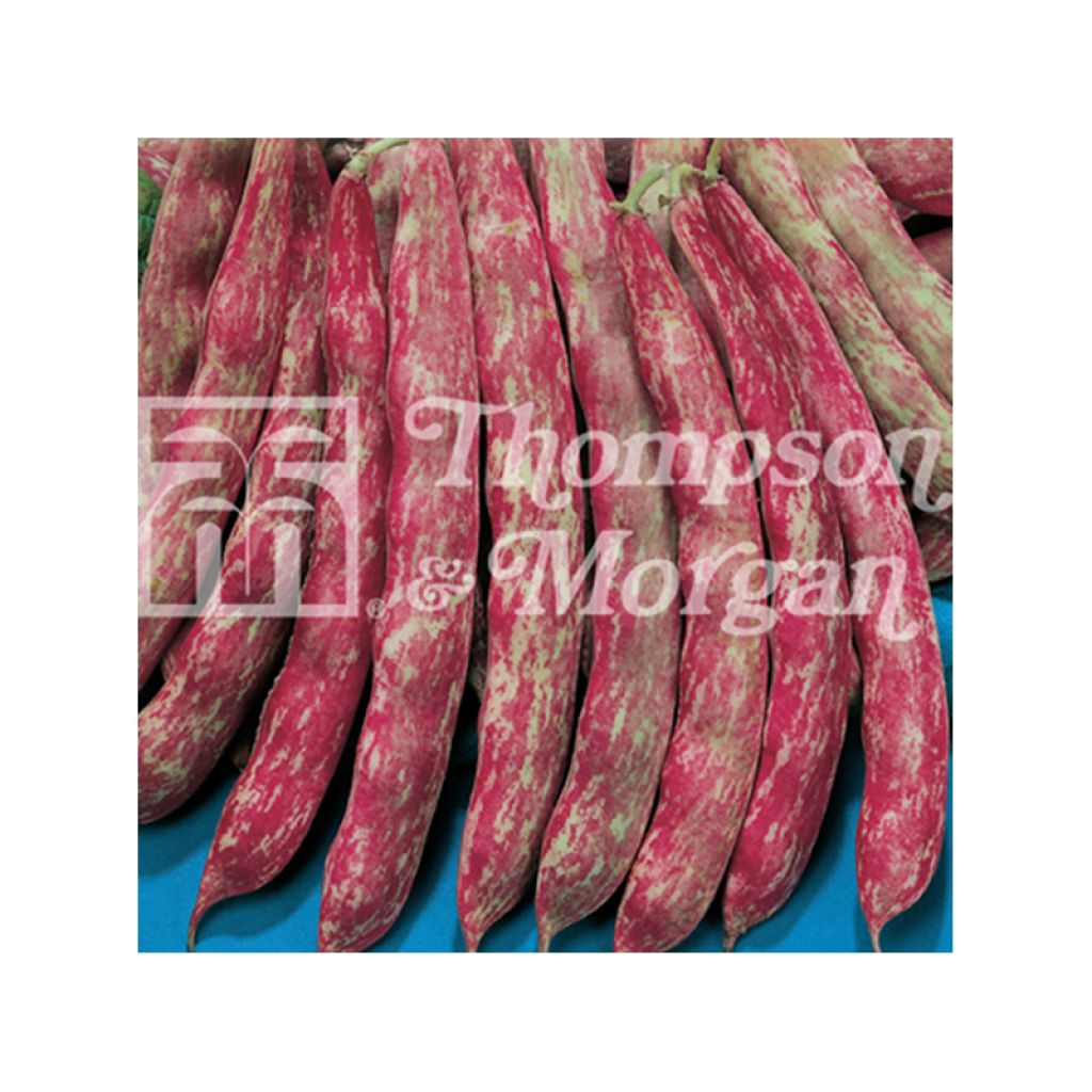 Dwarf Bean for Shelling Splendido - Borlotto Bean