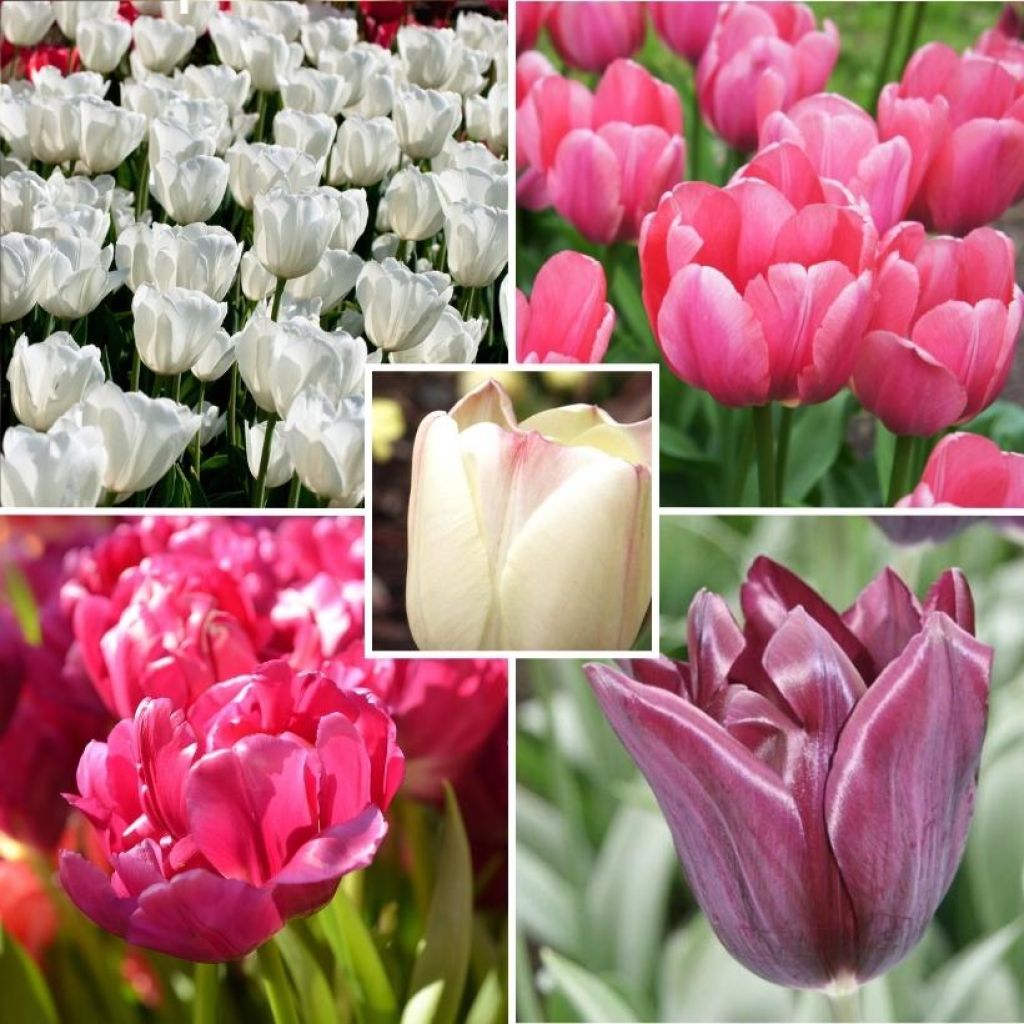 Spring sweetness - A blend of white, pink, purple, and ivory Tulips