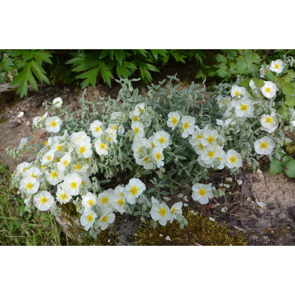 Helianthemum The Bride - Rock Rose