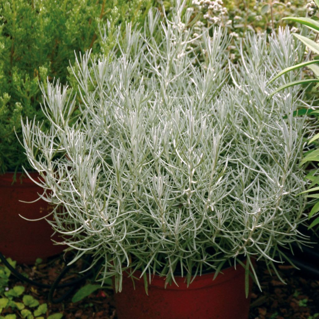 Helichrysum italicum Plug Bio