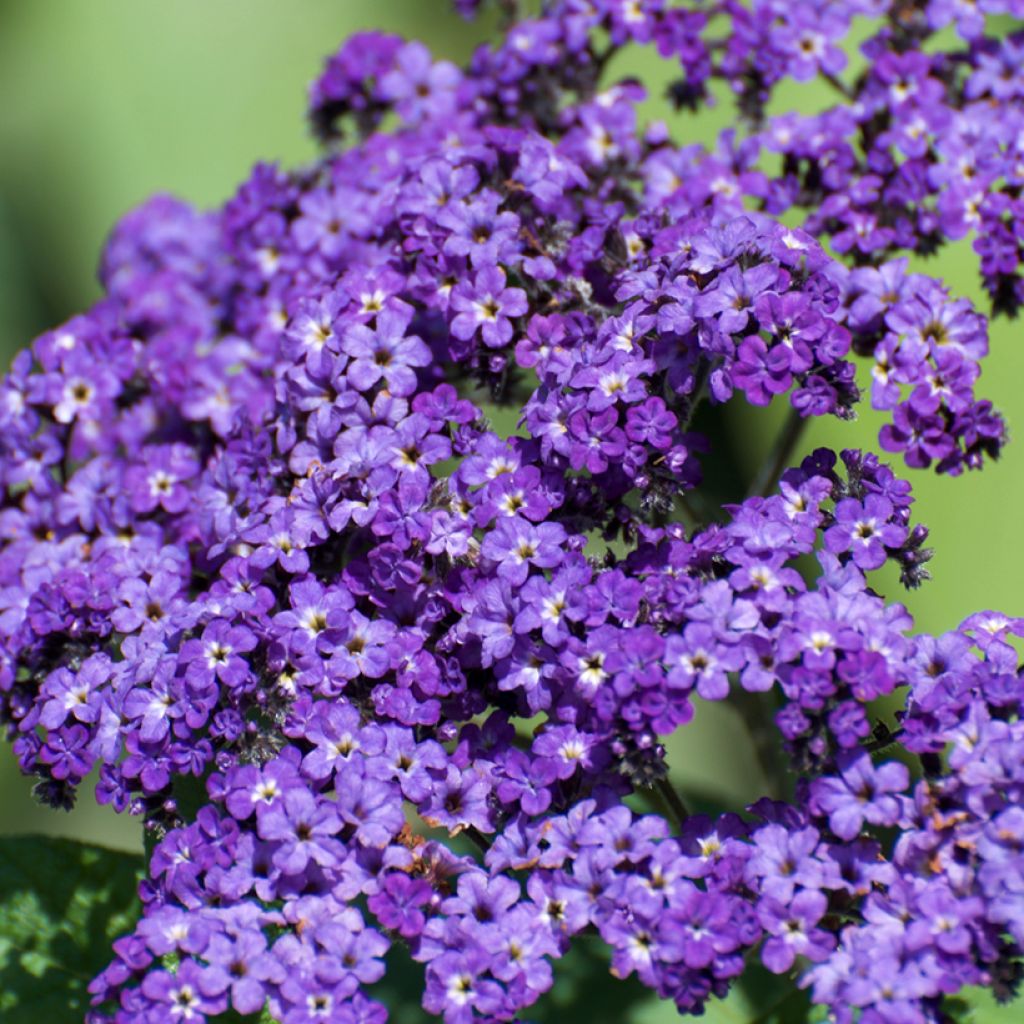 Heliotropium arborescens Marine - Garden Heliotrope