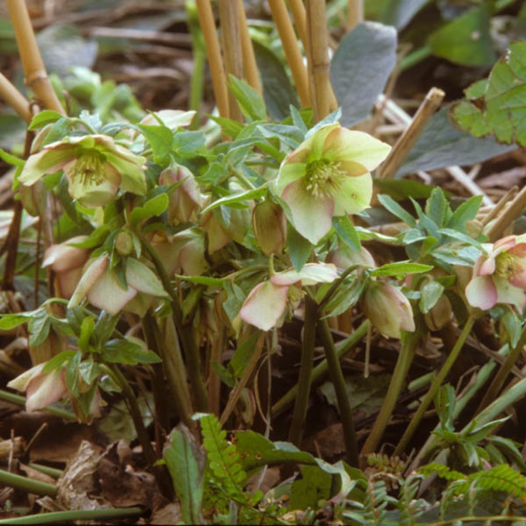 Helleborus torquatus