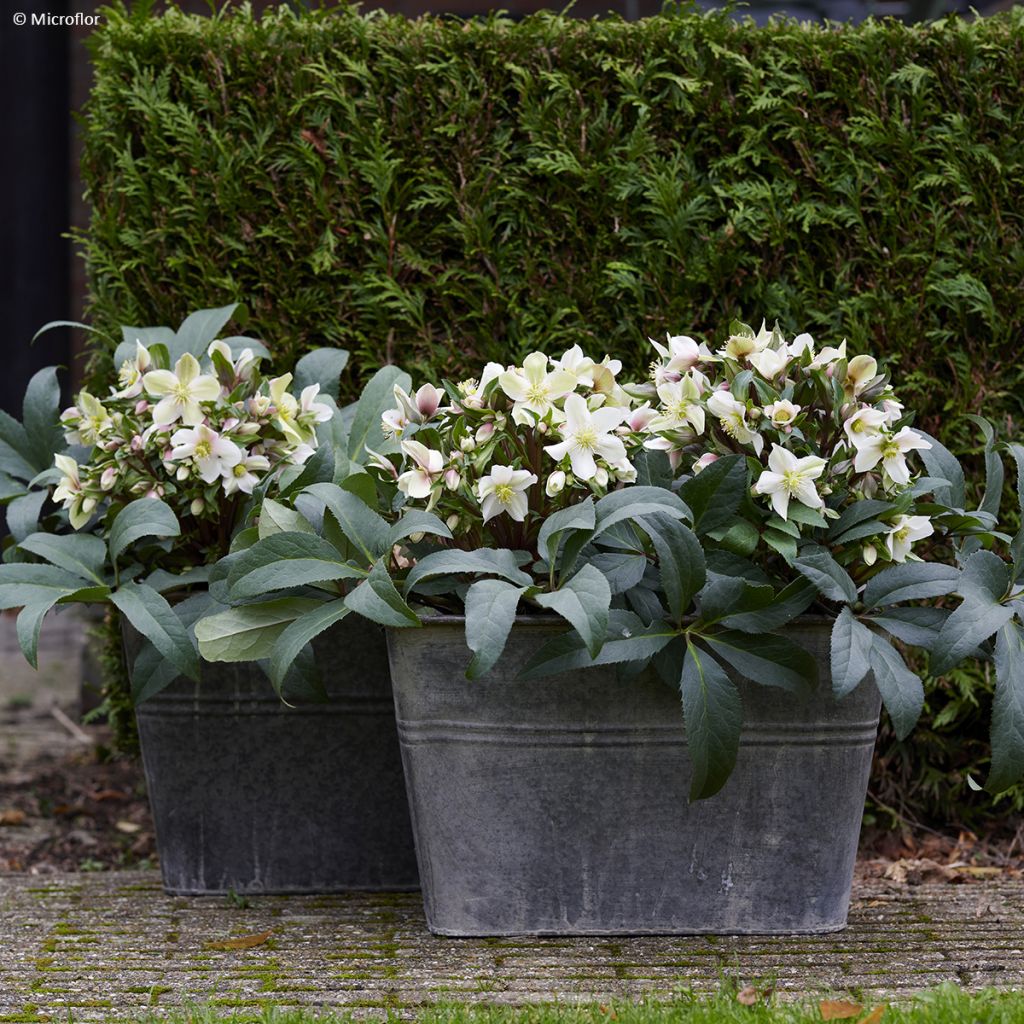 Helleborus hybridus (orientalis) ViV 'Wanda'