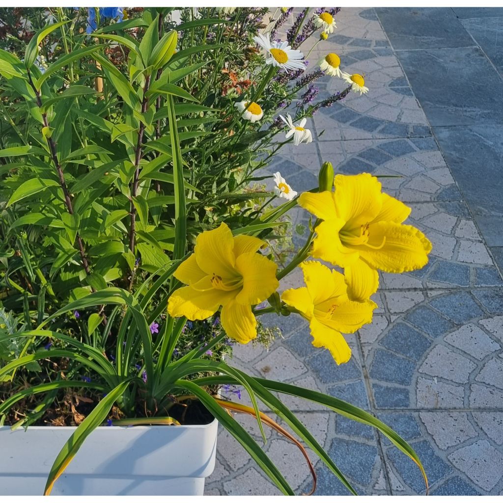 Hemerocallis Green Flutter - Daylily