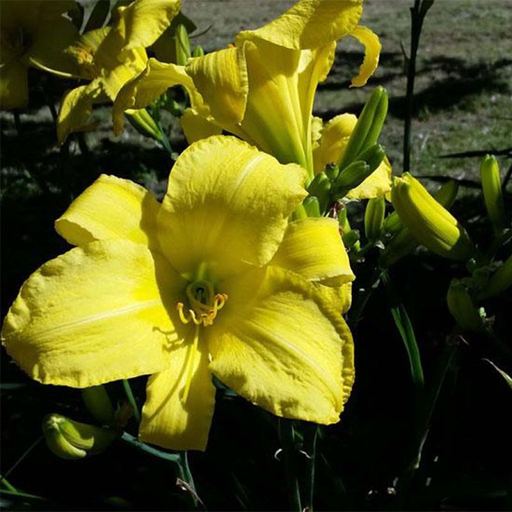 Hemerocallis Jannicks Choice - Daylily