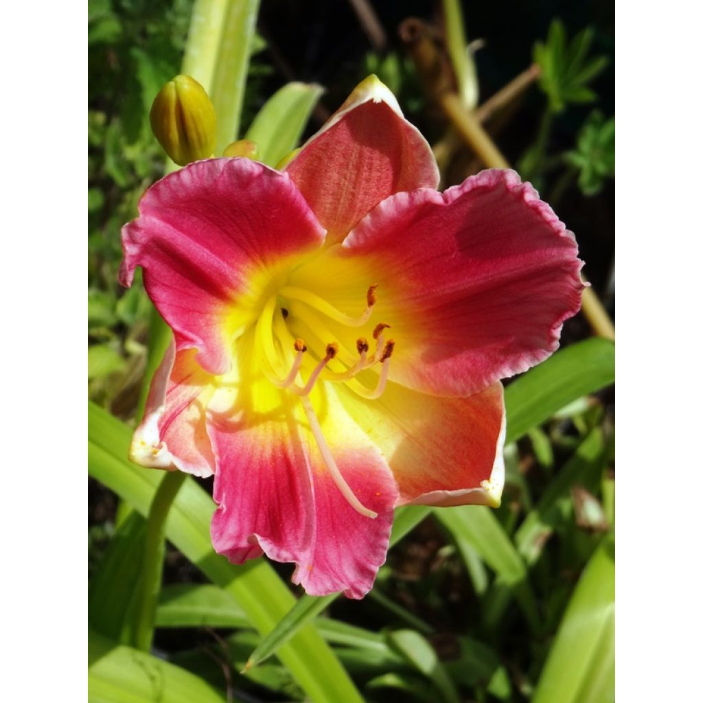 Hemerocallis Final Touch - Daylily