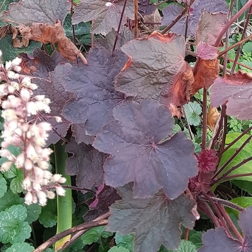 Heuchera Dark Magic