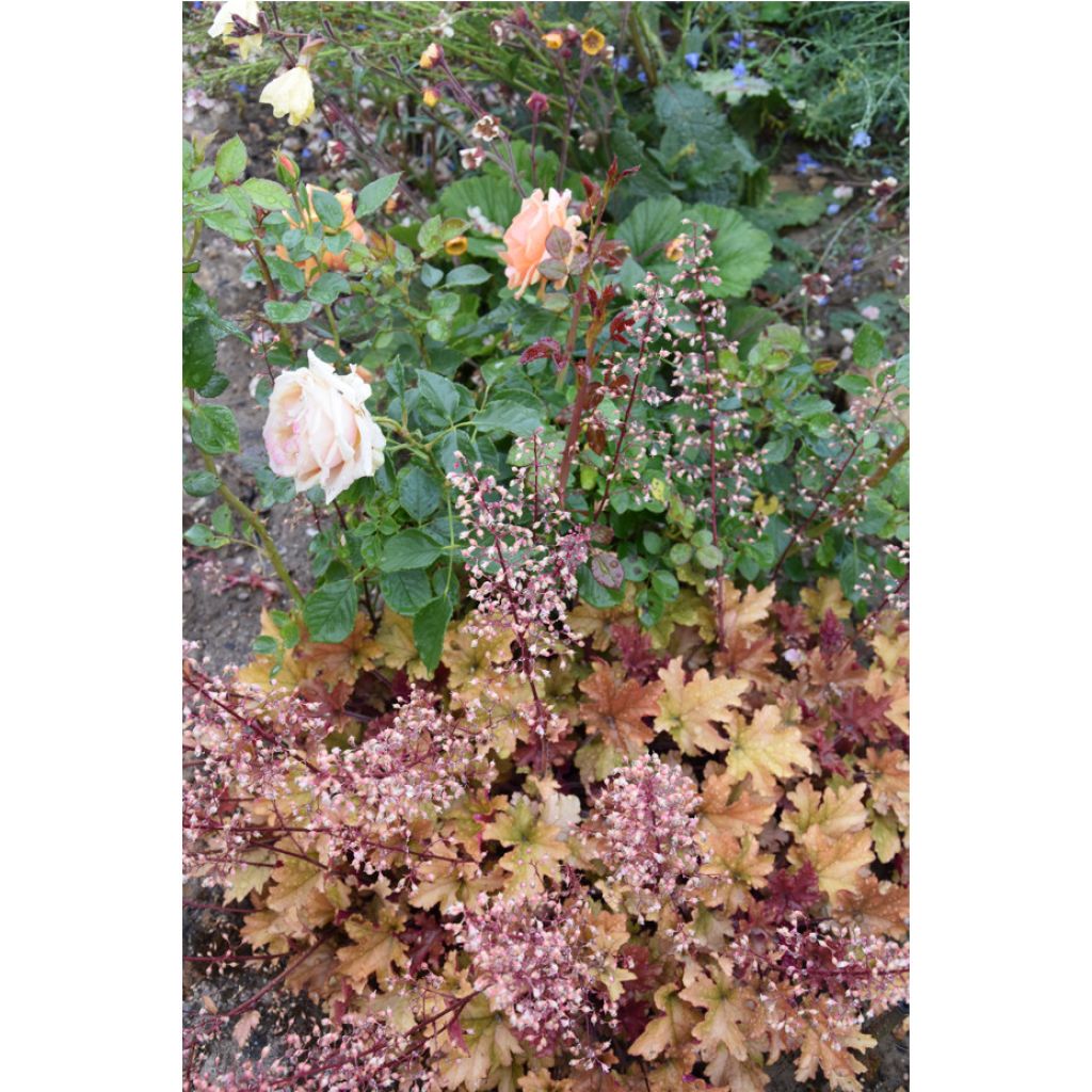 Heuchera micrantha Marmalade