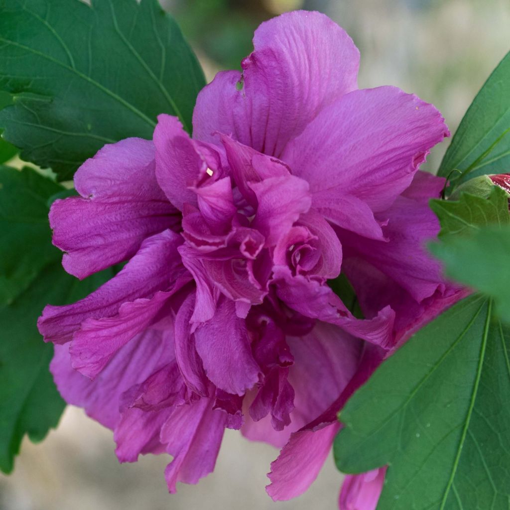 Hibiscus syriacus Freedom - Rose of Sharon