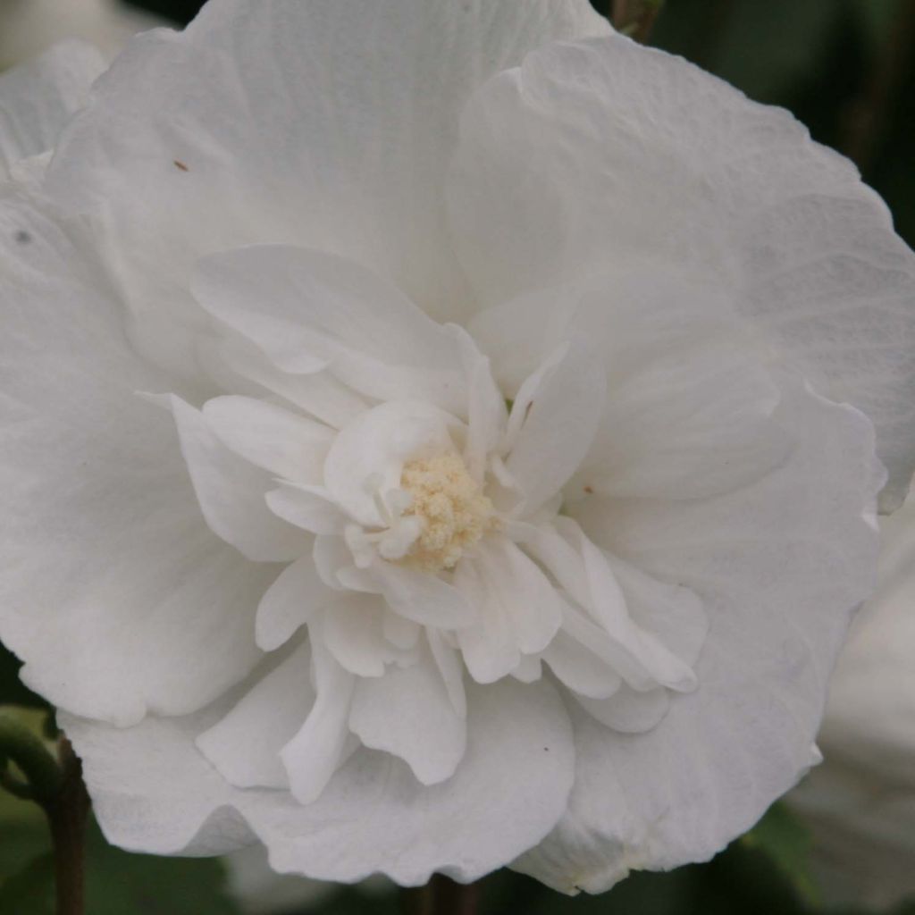 Hibiscus syriacus White Chiffon - Rose of Sharon