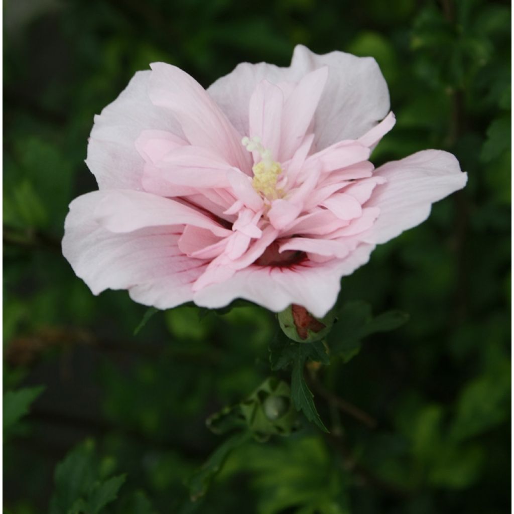 Hibiscus syriacus Pink Chiffon - Rose of Sharon