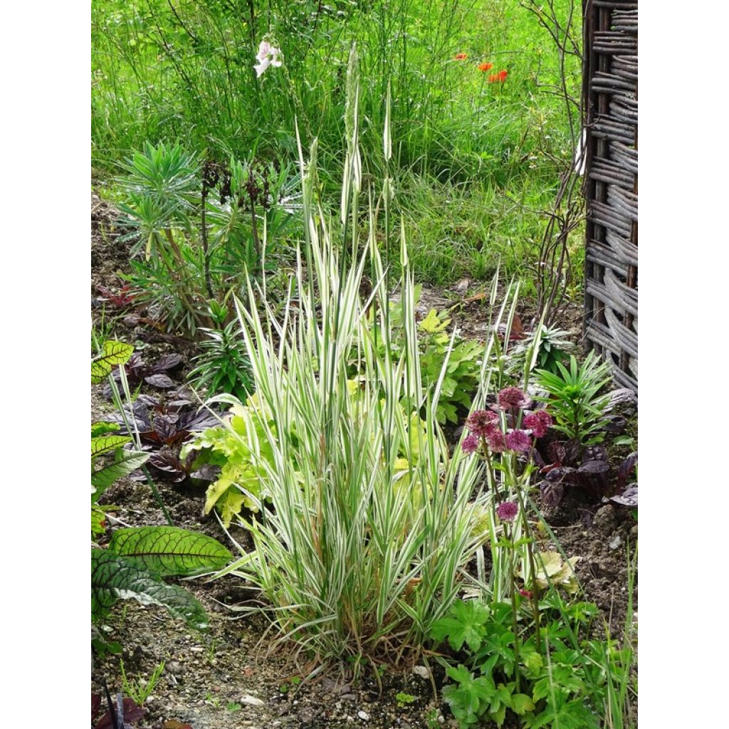Holcus mollis Albovariegatus - Variegated creeping soft grass